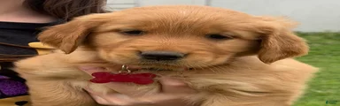 Golden Retriever Puppy Red