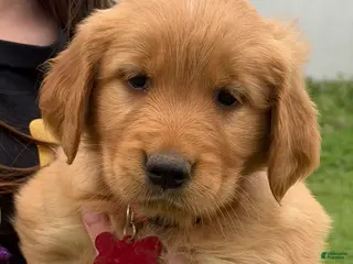 Golden Retriever dogs Golden Retriever Puppy Red - Ad 18