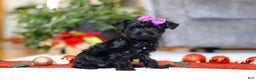 Yorkiepoo dogs for sale: Annie - Ad 2