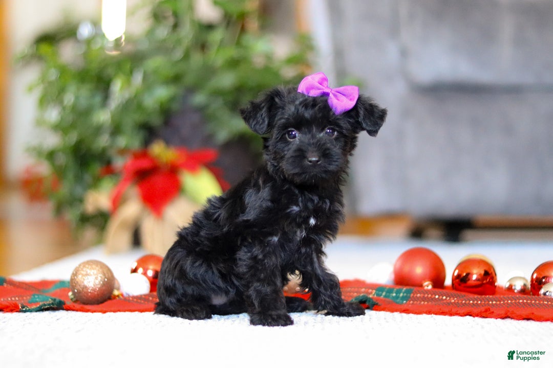 Yorkiepoo dogs for sale: Annie - Ad 2