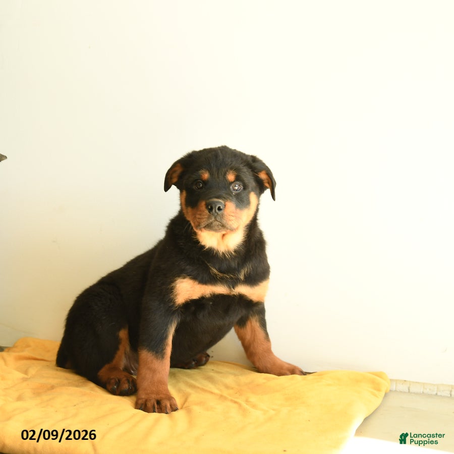 Rottweiler dogs Rocky - Ad 3