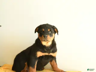 Rottweiler dogs Rocky - Ad 3