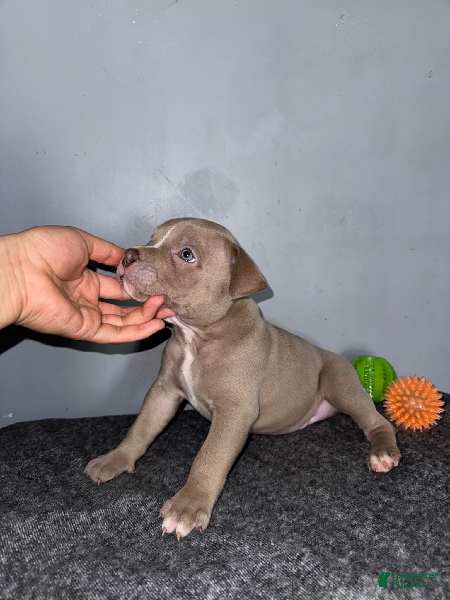 American Bully dogs Hershey - Ad 1