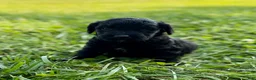 Goldendoodle dogs for sale: Goldendoodle 1 - Ad 3