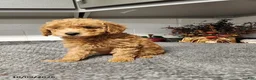 Mini Goldendoodle dogs for sale: Birdie - Ad 3