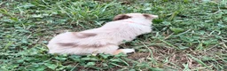 Australian Shepherd dogs for sale: Tyler - Ad 6