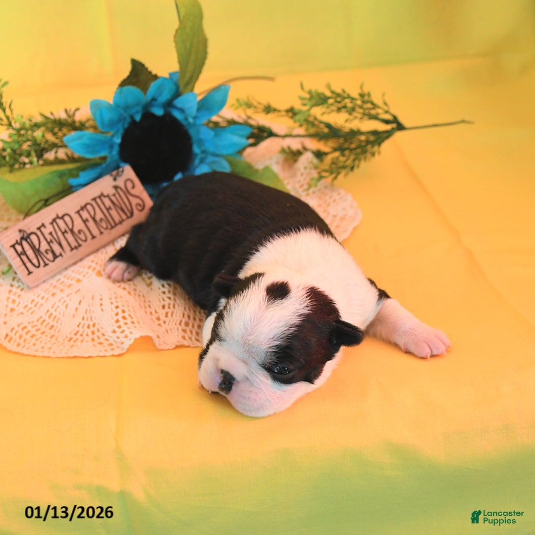 Boston Terrier dogs for sale: Ruby - Ad 2