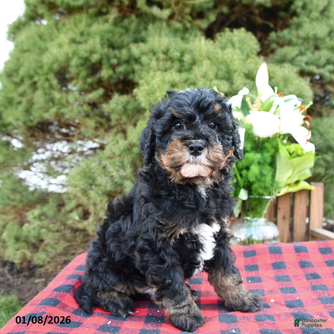 Mini Bernedoodle dogs for sale: Sarge - Ad 2