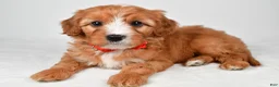Cavapoo dogs for sale: Riley - Ad 1