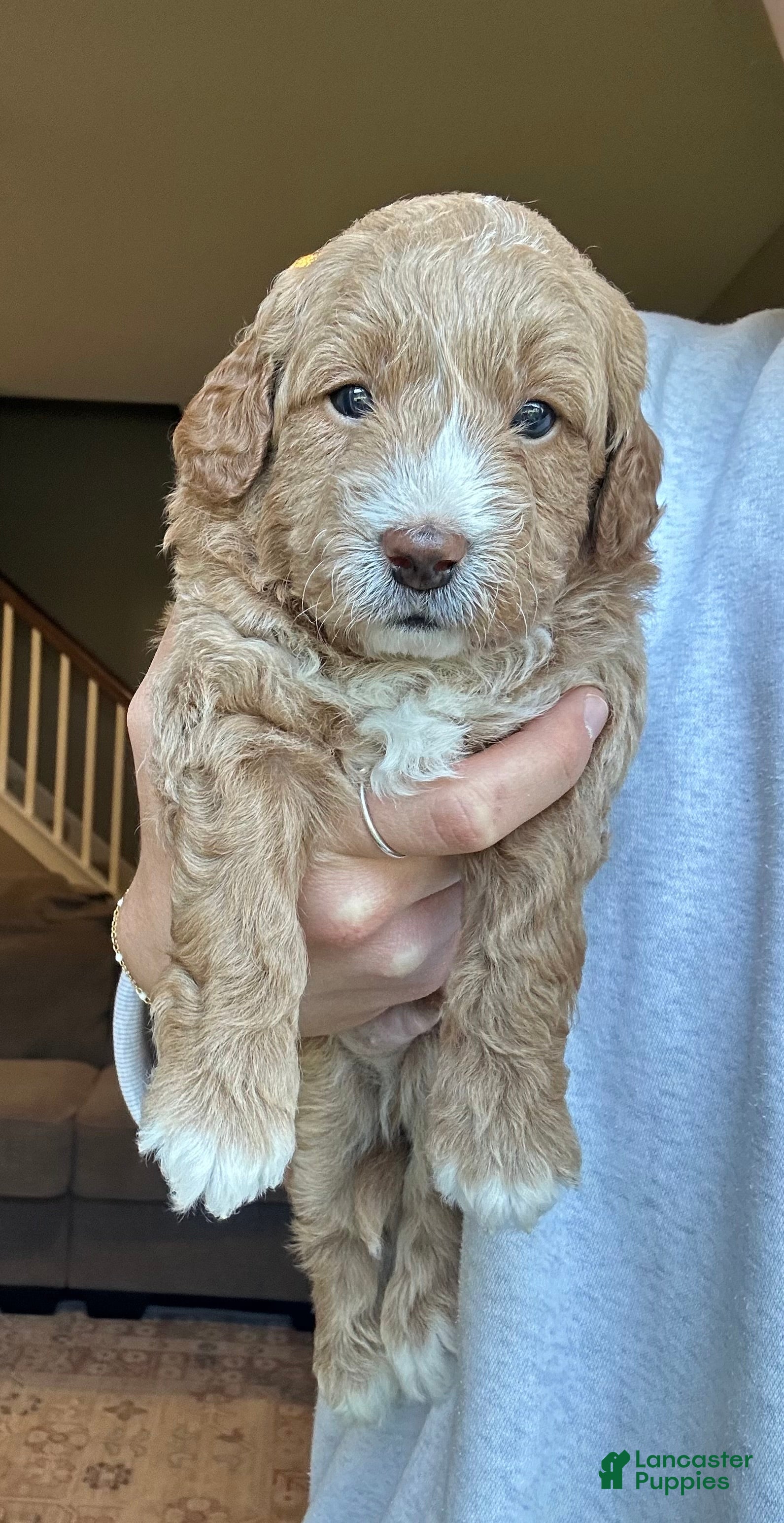 Mini Goldendoodle dogs for sale: Max - Ad 3