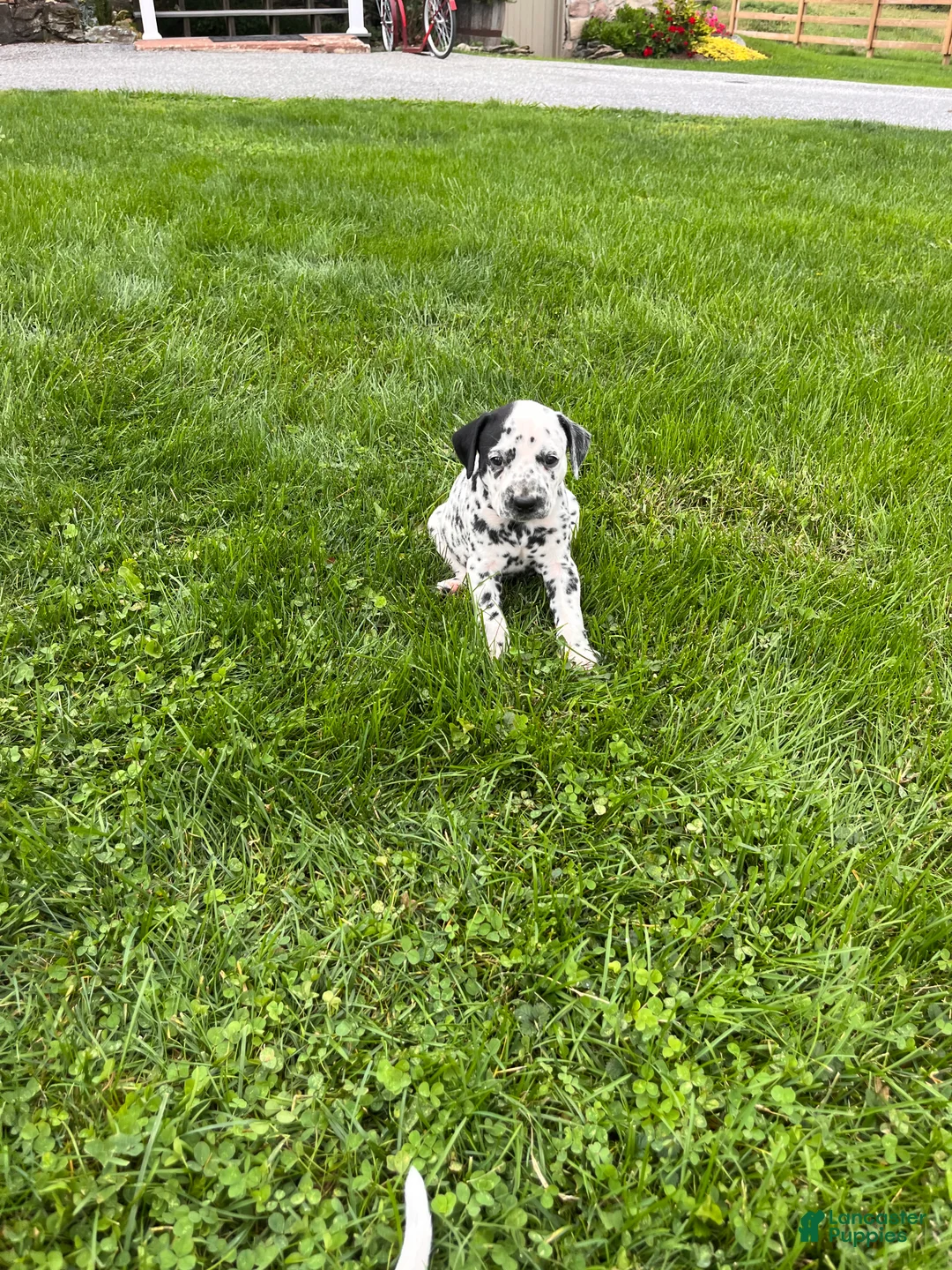 Dalmatian dogs for sale: Ryan❤️Blue Eyed🐾Akc Genetic Tested - Ad 7