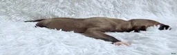 Great Dane dogs for sale: Chai - Ad 4