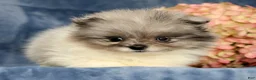 Pomeranian dogs for sale: Lucy - Ad 9