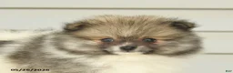 Pomeranian dogs for sale: Gedney - Ad 4