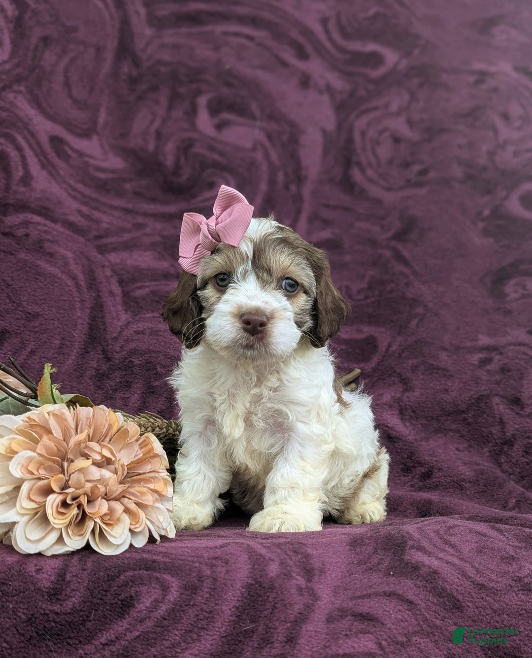 Cockapoo dogs for sale: Krystal - Ad 20