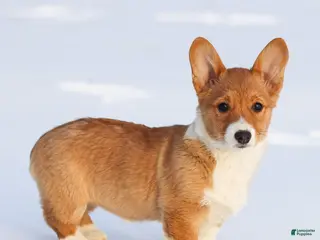 Welsh Corgi Pembroke dogs Kallie Welsh Corgi Pembroke Puppy - Ad 35