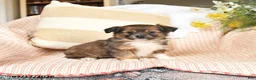 Mixed Breed dogs for sale: Flora   - Ad 4