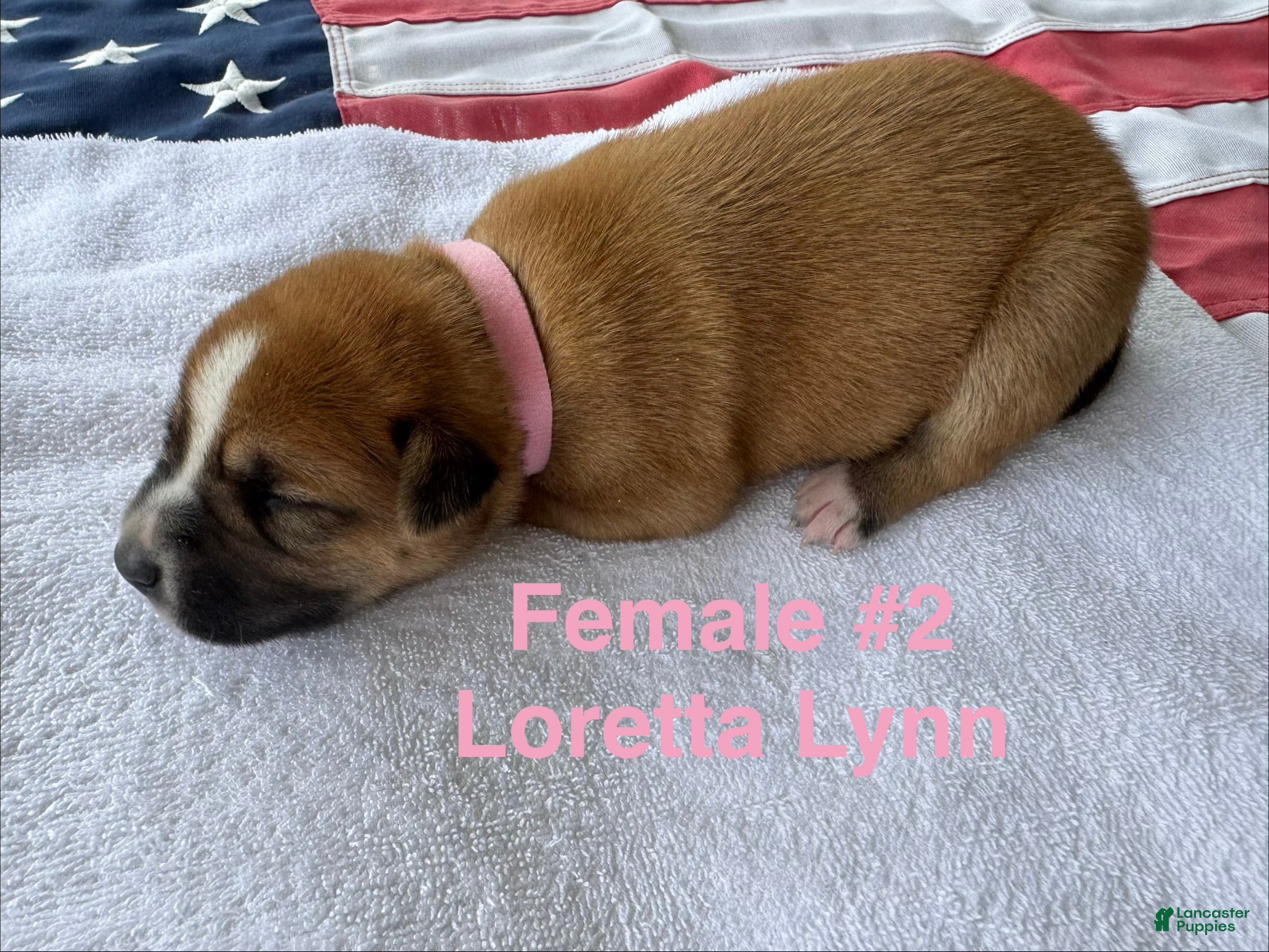 American Bulldog dogs Loretta Lynn/ Female #2  - Ad 5