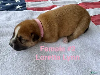 American Bulldog dogs Loretta Lynn/ Female #2 - Ad 32