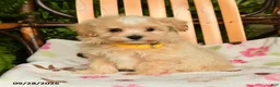 Maltipoo dogs for sale: Murphy - Ad 4