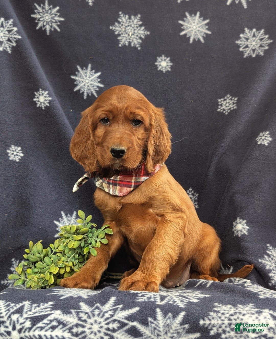 Irish Setter dogs for sale: Diesel - Ad 4