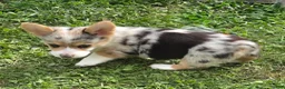 Welsh Corgi Pembroke dogs for sale: Stunning Stanley  - Ad 4