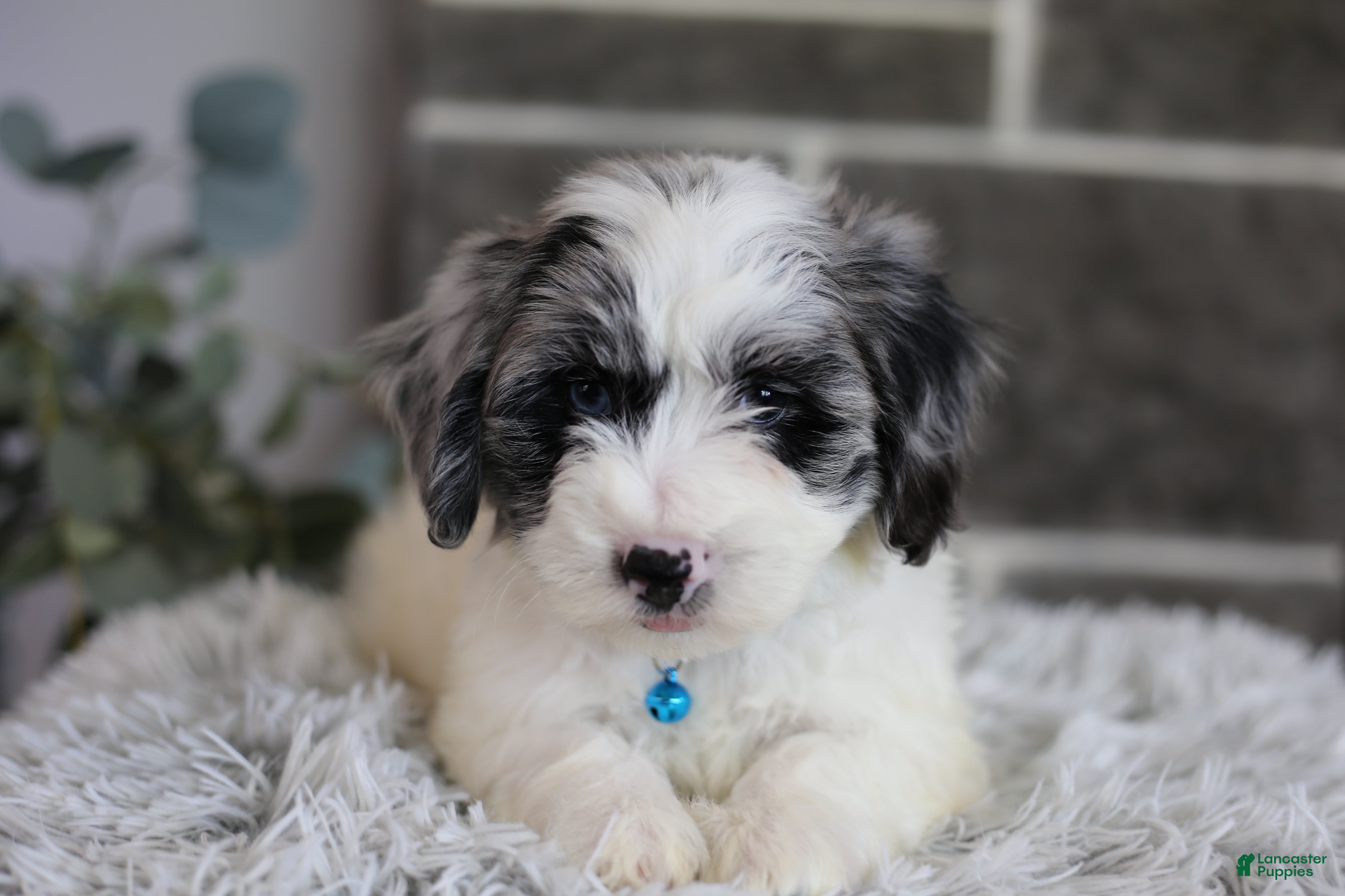 Maltipoo dogs Dexter  - Ad 1