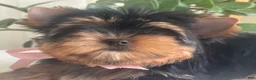 Yorkshire Terrier dogs for sale: Baby Paige - Ad 6