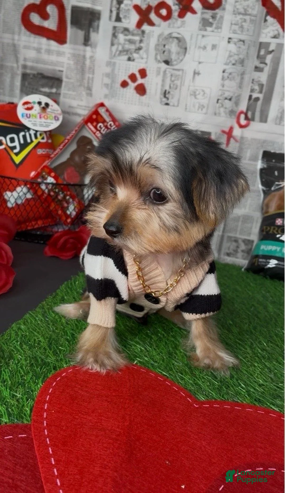 Yorkshire Terrier dogs for sale: Halo - Ad 6