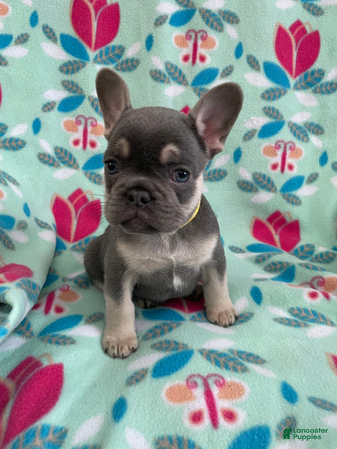 French Bulldog dogs for sale:  Puppy 5 - Ad 2