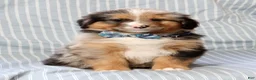 Australian Shepherd dogs for sale: Hank - Ad 6