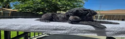Standard Poodle dogs for sale: Standard Poodle Male  - Ad 3