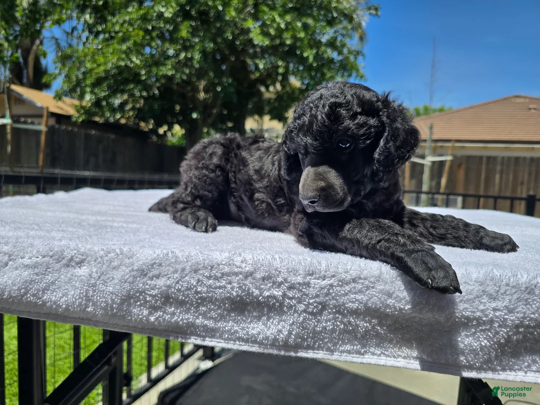 Standard Poodle dogs for sale: Standard Poodle Male  - Ad 3