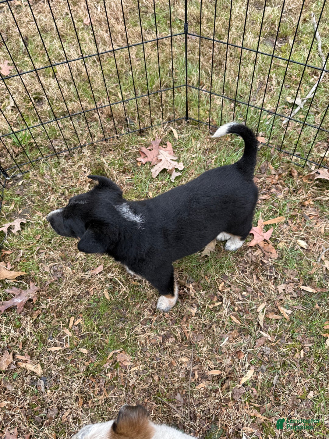 Australian Cattle Dog dogs for sale: Australian Cattle Dog Puppy 3 - Ad 2