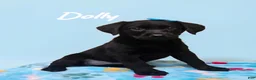 Labrador Retriever dogs for sale: Dolly - Ad 6