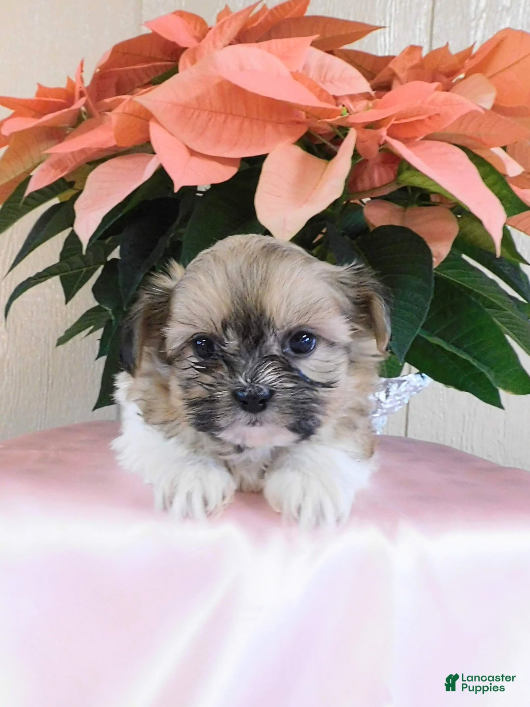 Teddy Bear dogs for sale: Oakley  - Ad 6