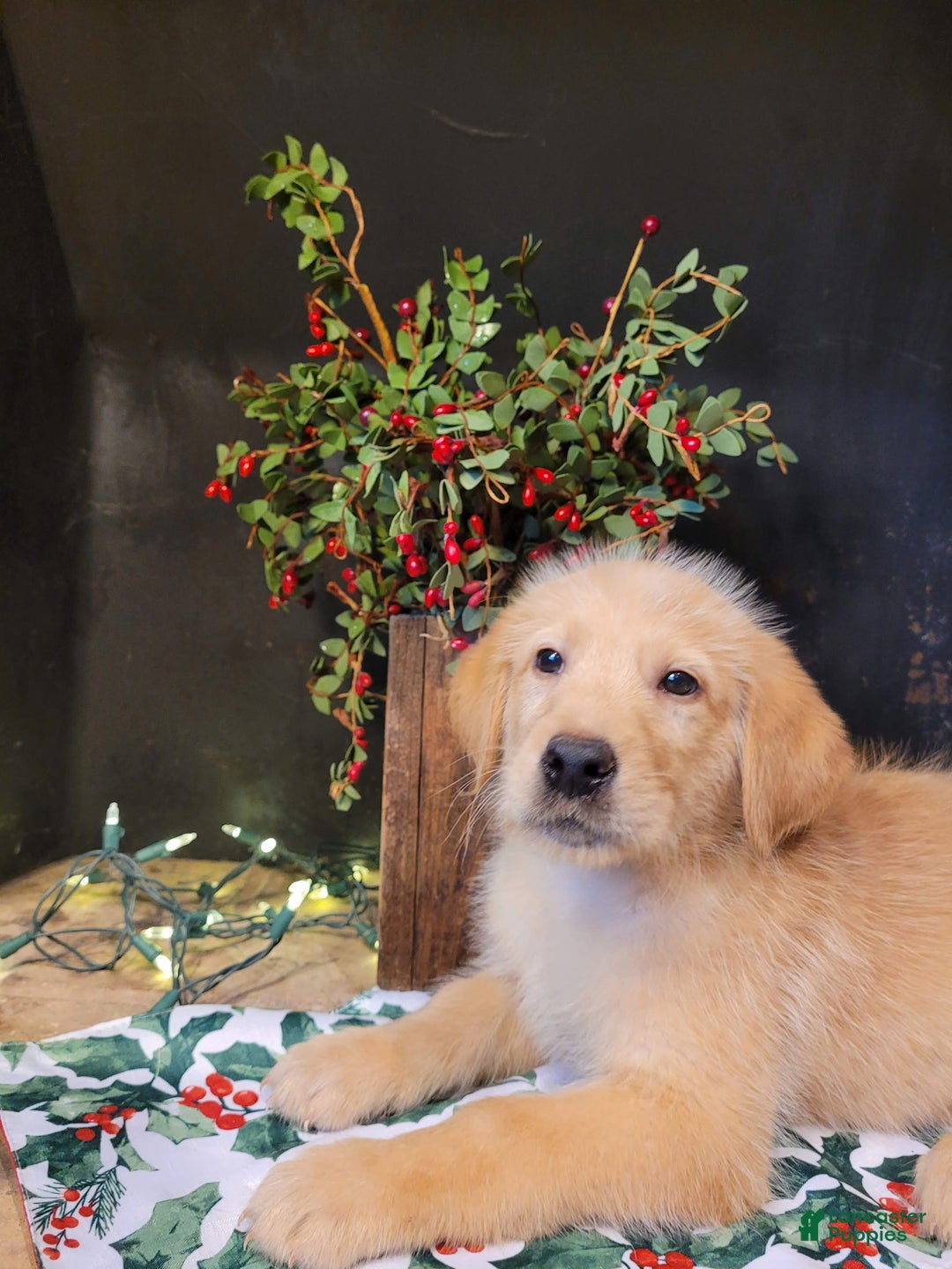 Labradoodle dogs for sale: Labradoodle Puppy 3 - Ad 2