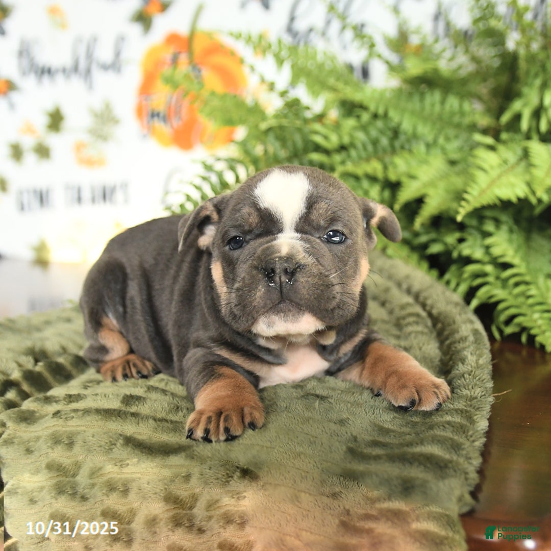 Mixed Breed dogs for sale: Mike - Ad 2