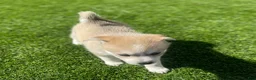 Alaskan Klee Kai dogs for sale: Rhaella - Ad 9