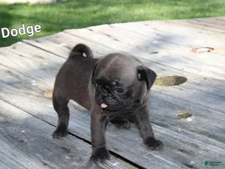 Pug dogs Dodge - Ad 13