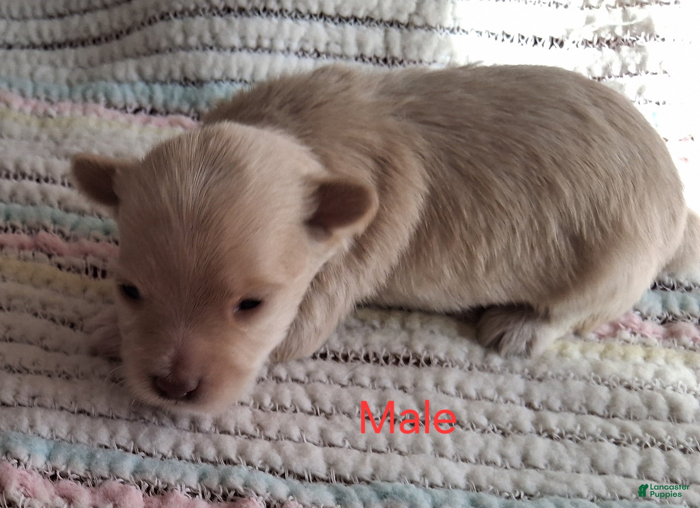 Havanese dogs for sale: Golden AKC Male  - Ad 1