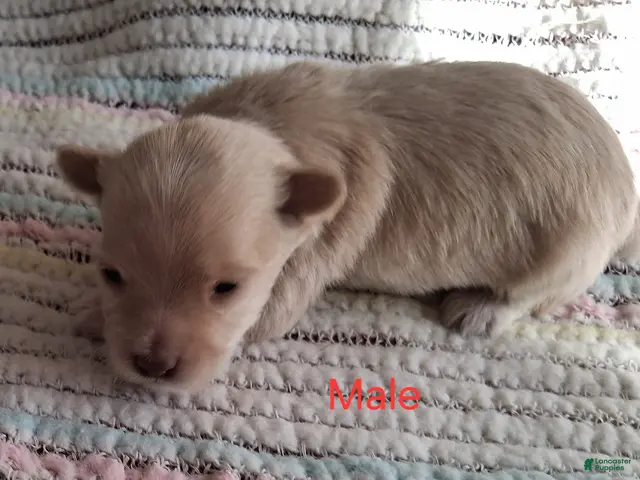 Havanese dogs for sale: Golden AKC Male - Ad 6