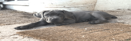 Cane Corso dogs for sale: Cane Corso Puppy 8 - Ad 2