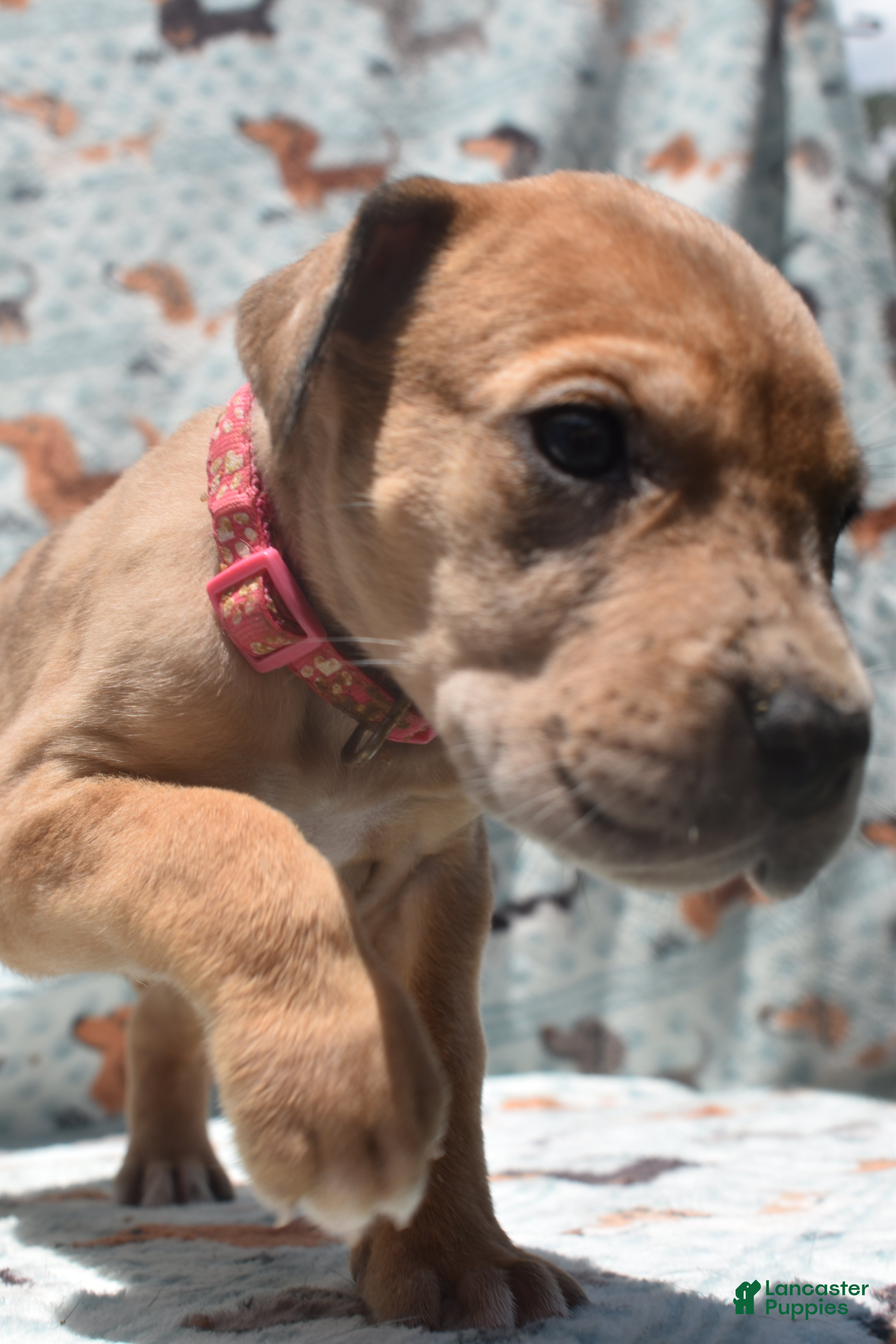 Great Dane dogs Great Dane - Hot Pink - Fawn Merle (Scooby Doo) - Ad 2