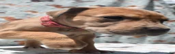Great Dane dogs for sale: Great Dane - Hot Pink - Fawn Merle (Scooby Doo) - Ad 2