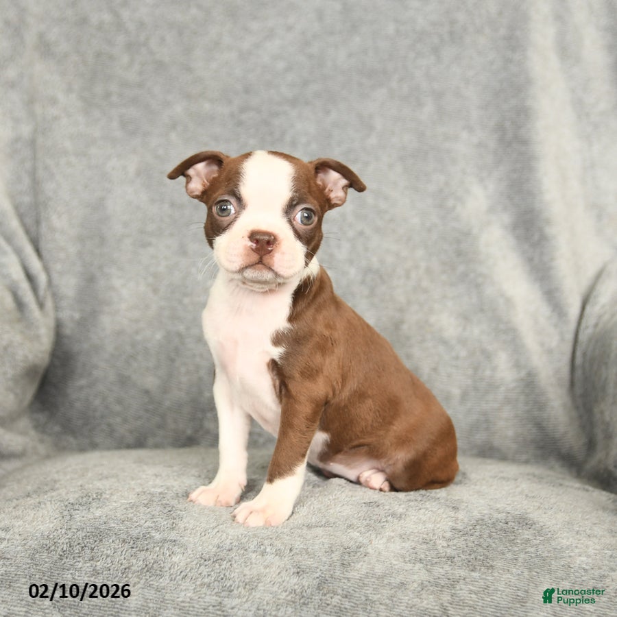 Boston Terrier dogs Daisy - Ad 24
