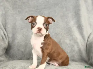 Boston Terrier dogs Daisy - Ad 24