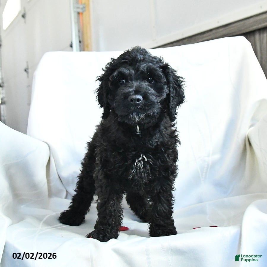 Cockapoo dogs Bubba - Ad 10