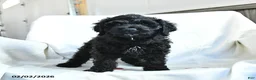 Cockapoo dogs for sale: Bubba - Ad 1