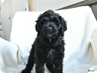 Cockapoo dogs Bubba - Ad 10